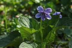 Viola kamtschadalorum