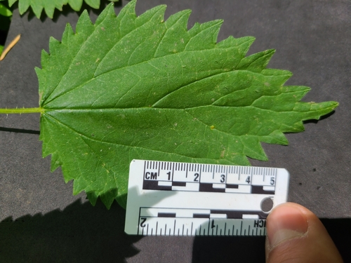 Stinging nettle foliage