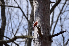Cardinalis cardinalis