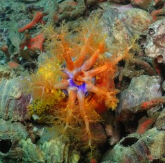 Pseudocolochirus violaceus