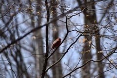 Cardinalis cardinalis
