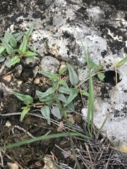 Boerhavia linearifolia