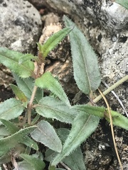 Boerhavia linearifolia