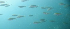 Selaroides leptolepis