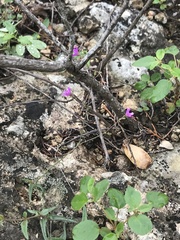 Boerhavia linearifolia