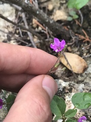 Boerhavia linearifolia