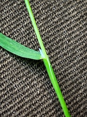Poa annua