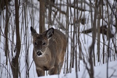 Odocoileus virginianus