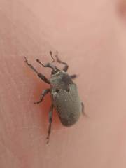 Trichobaris compacta