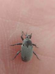 Trichobaris compacta