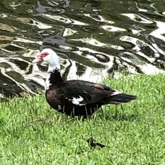 Cairina moschata domestica