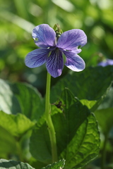 Viola kamtschadalorum