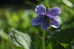 Viola kamtschadalorum