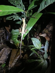 Anolis trachyderma