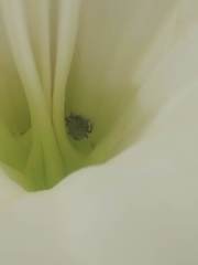 Trichobaris compacta