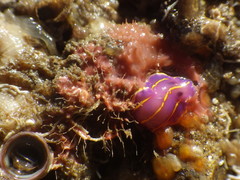 Felimida macfarlandi