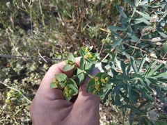 Euphorbia