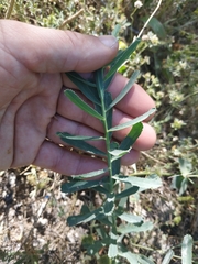 Euphorbia
