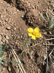 Mentzelia gracilenta