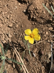 Mentzelia gracilenta