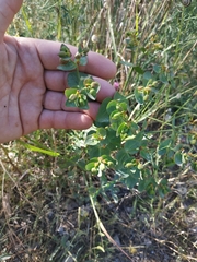 Euphorbia