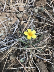 Mentzelia gracilenta