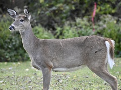 Odocoileus virginianus