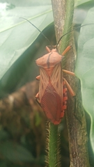 Thasopsis formidabilis