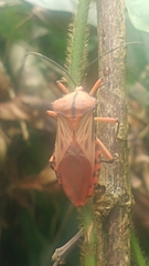 Thasopsis formidabilis