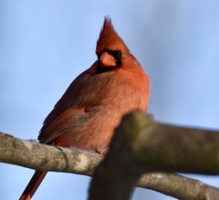 Cardinalis cardinalis
