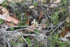 Eriochilus dilatatus
