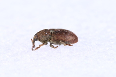 Tychius cuprifer