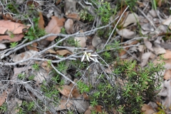 Eriochilus dilatatus