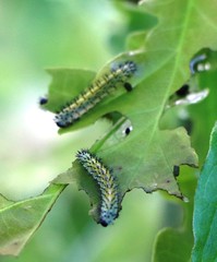 Diloba caeruleocephala
