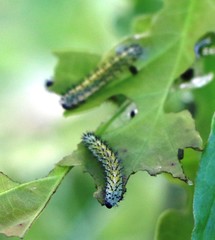 Diloba caeruleocephala