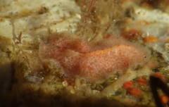 Eurylepta