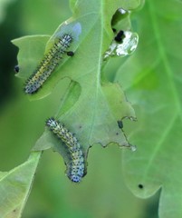 Diloba caeruleocephala