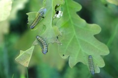 Diloba caeruleocephala