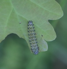 Diloba caeruleocephala