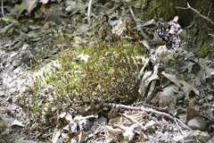Polytrichastrum ohioense