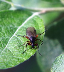 Bibio pomonae
