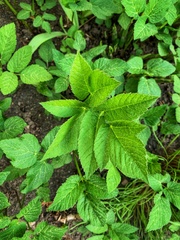 Aegopodium podagraria
