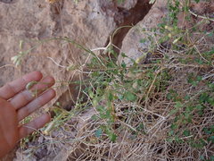 Pleurocoronis laphamioides