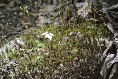 Polytrichastrum ohioense