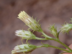 Pleurocoronis laphamioides