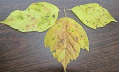 Grovesinia moricola