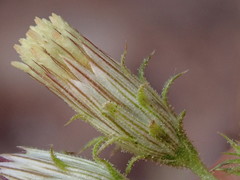 Pleurocoronis laphamioides