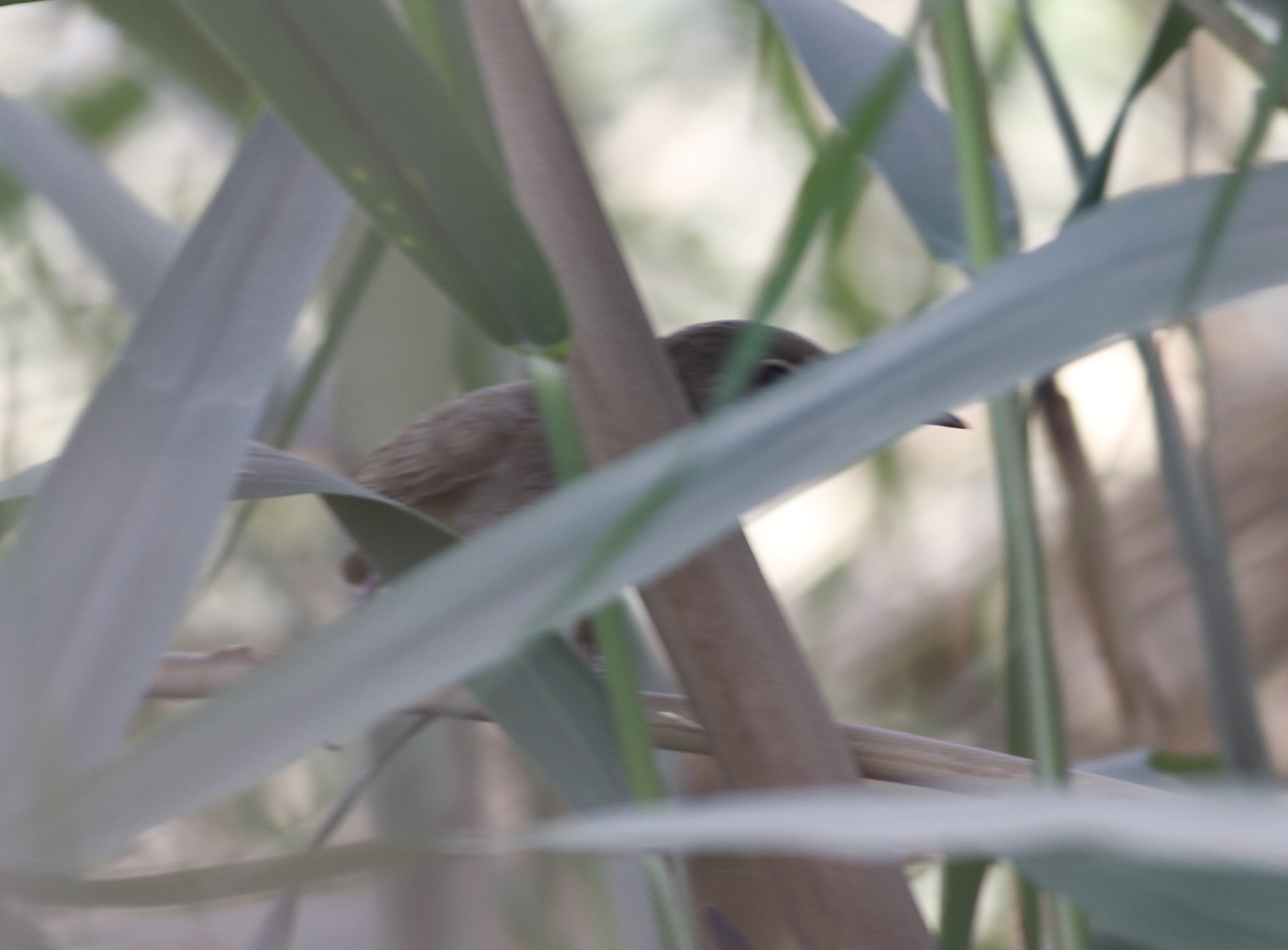 Clamorous Reed Warbler