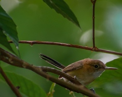 Ramphocaenus melanurus