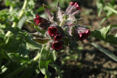 Nonea intermedia